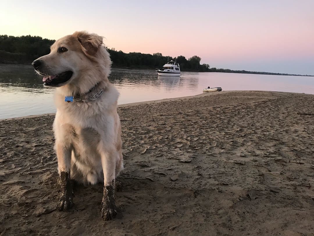 Dog on boat at beach