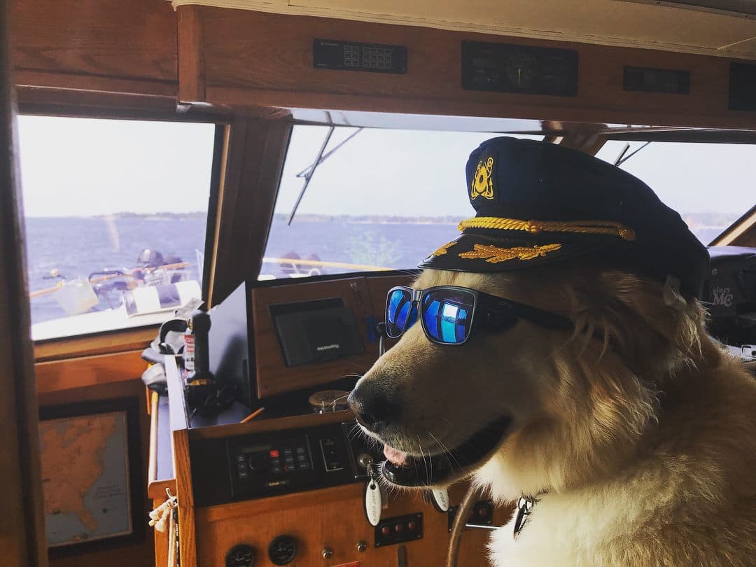 Dog wearing captain hat